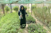 Plant 40,000 Trees In iraq