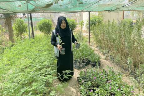 Plant 40,000 Trees In iraq