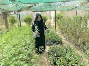 Plant 40,000 Trees In iraq