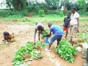 Harvested vegetables