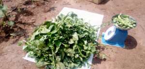 Harvested vegetables