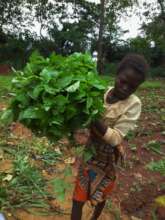 Harvested vegetables