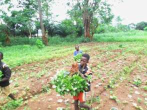 Harvested vegetables