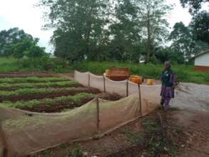 Plot of vegetable at School of Nzilla village