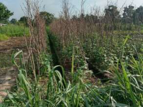 Plot of vegetable at School of Nzilla village