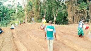 Seedling and watering