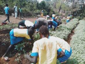 Vegetables harvest