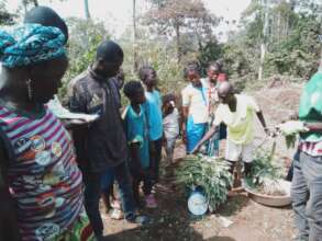 Vegetables harvest