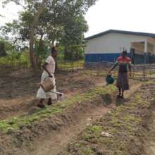 Watering of vegetable crops at Yombo school