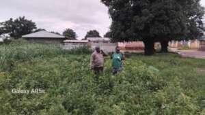 Post-harvest school gardens before holidays