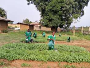 Pupils watering vegetables in the school garden