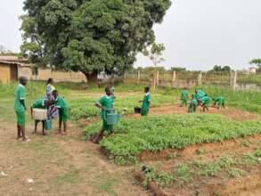 Pupils watering vegetables in the school garden
