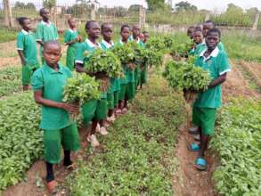 Pupils harvesting vegetables from school garden