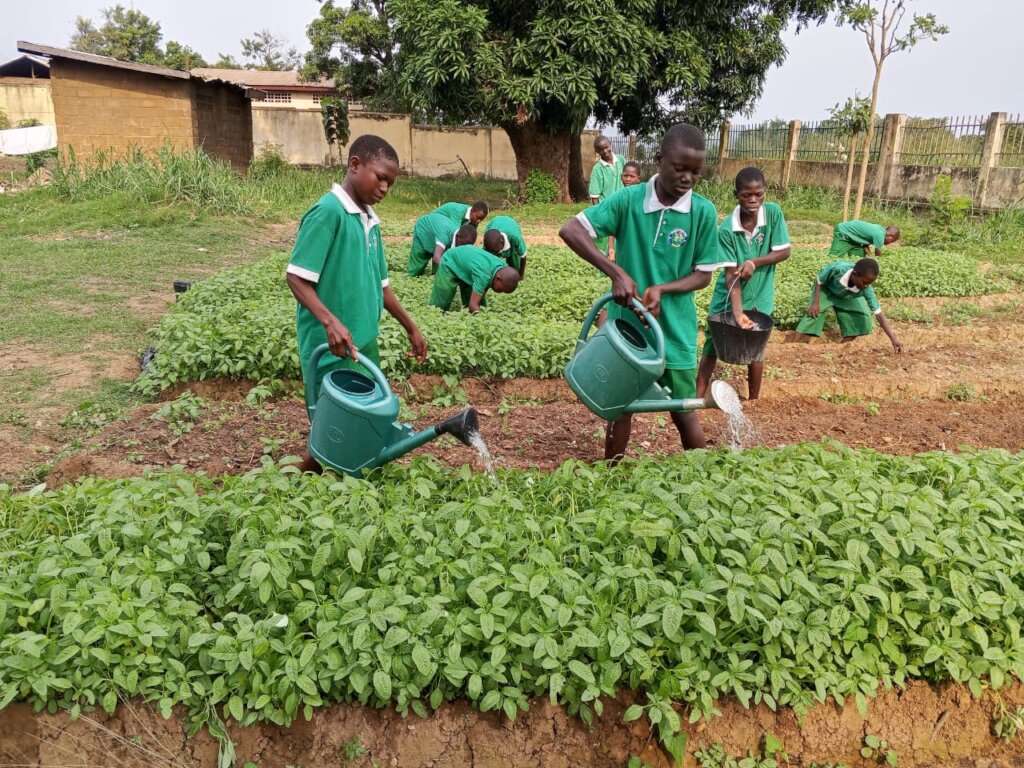 Pupils watering vegetables in the school garden