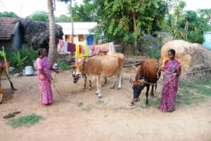 Empowerment: Milk Cow for Widows