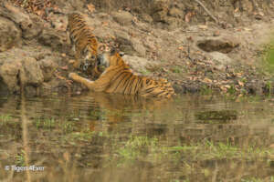 Tigress and Cub at Tigers4Ever Waterhole