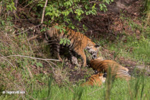 Tiger Cubs enjoying Playtime