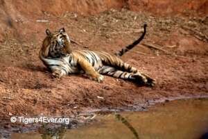 Male Tiger Relaxing by a Waterhole