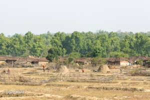 Village Life on The Edge of the Forest