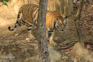 Tigress in the Forest