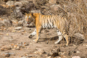 Royal Bengal Tiger on Rocky Terrain