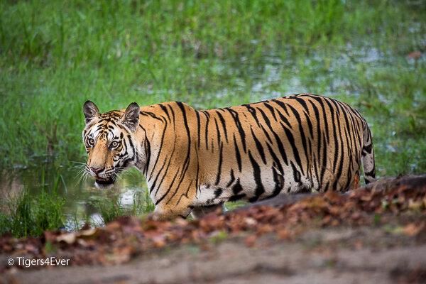A young male Tiger walking by a riverbank