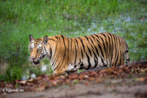 A young male Tiger walking by a riverbank