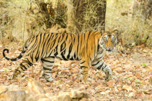 Adult Wild Tigress Bandhavgarh