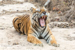 Male Tiger in Dry River Bed