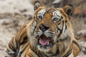 Alpha Male Tiger in a Dry River Bed