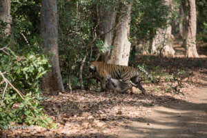 Wild Tiger with a cattle kill