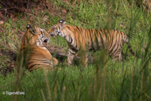 Beautiful Wild Tigers in Bandhavgarh