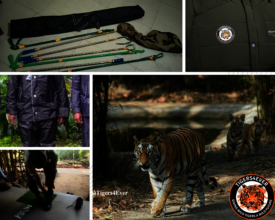 Tigers, Patrollers & Equipment