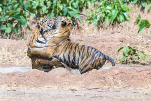 Young Tiger Cubs Enjoying a Waterhole