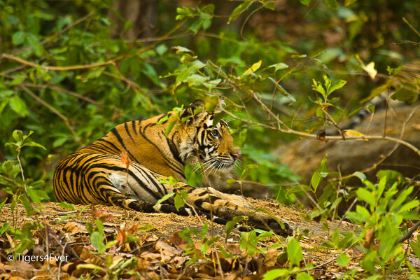 A young Tigress rests on a rock amongst the Trees