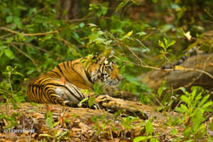 A young Tigress rests on a rock amongst the Trees
