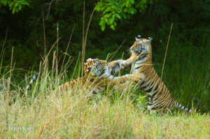 Tiger Cubs at Play
