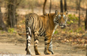Protecting Tiger Protectors