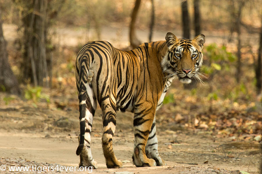 Royal Bengal Tiger Tigers4Ever Giving wild tigers a wild future