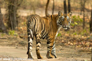 Protecting Tiger Protectors