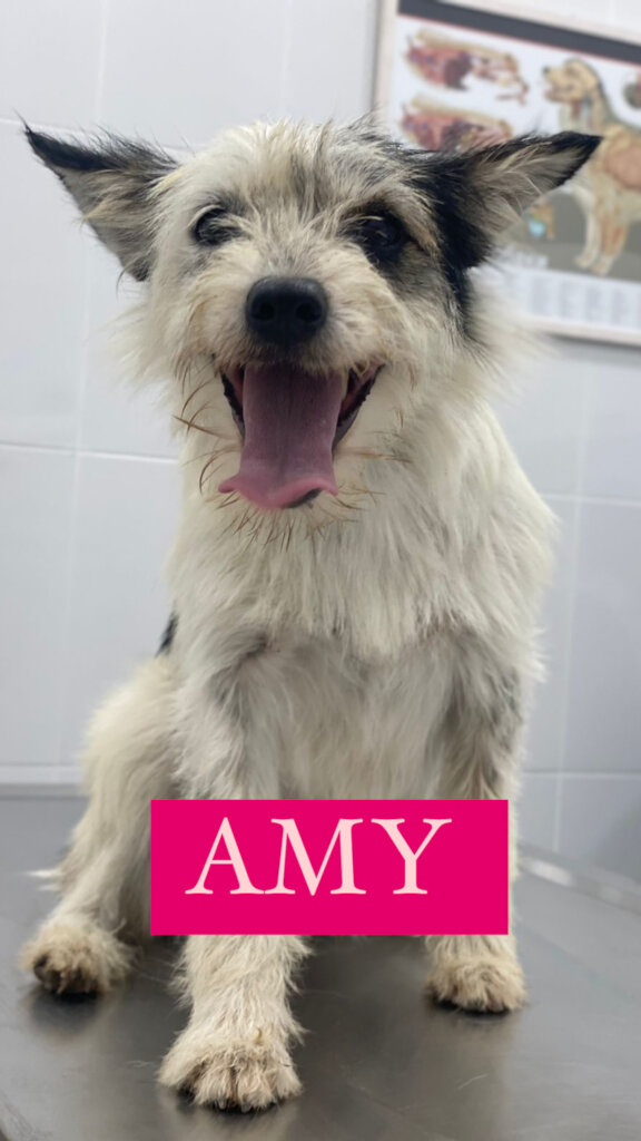 Please Help Moby & His Friends Fly to Canada