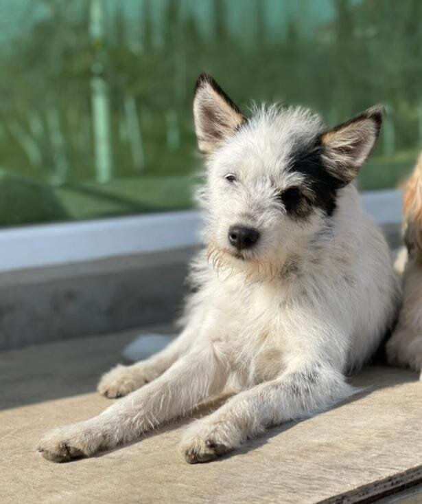 Please Help Moby & His Friends Fly to Canada