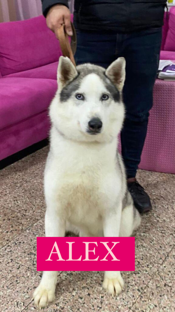 Please Help Moby & His Friends Fly to Canada