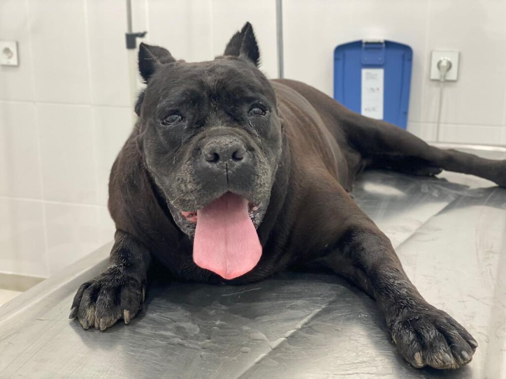 Please Help Moby & His Friends Fly to Canada