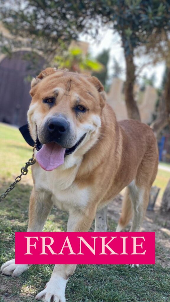 Please Help Moby & His Friends Fly to Canada