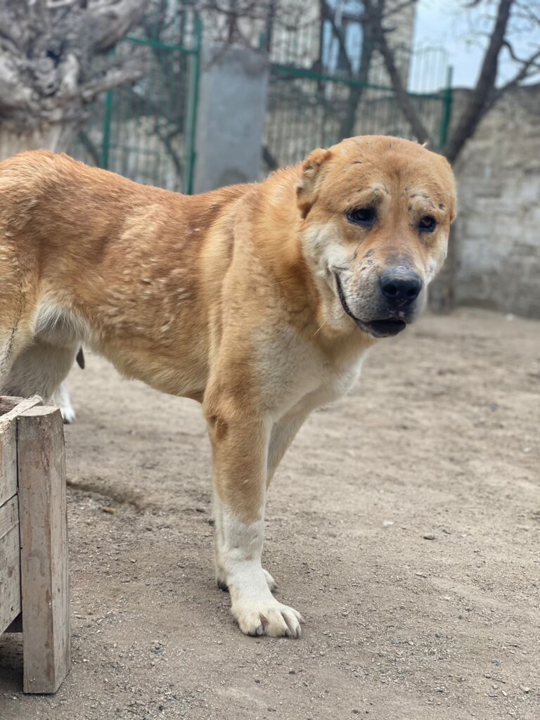Please Help Moby & His Friends Fly to Canada