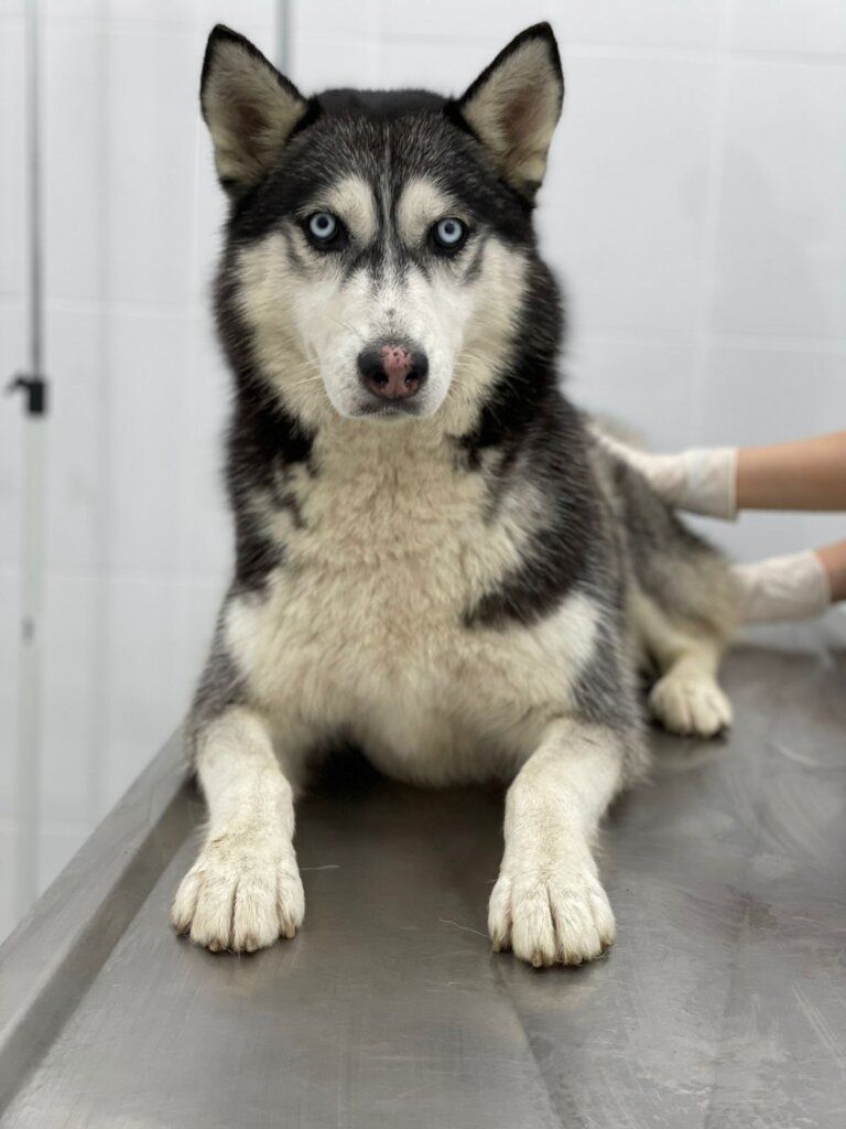 Please Help Moby & His Friends Fly to Canada
