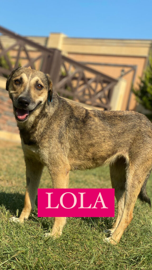 Please Help Moby & His Friends Fly to Canada