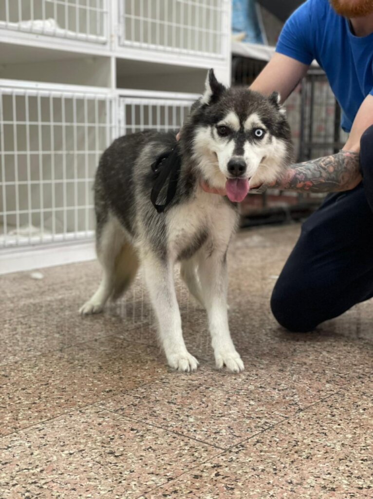 Please Help Moby & His Friends Fly to Canada
