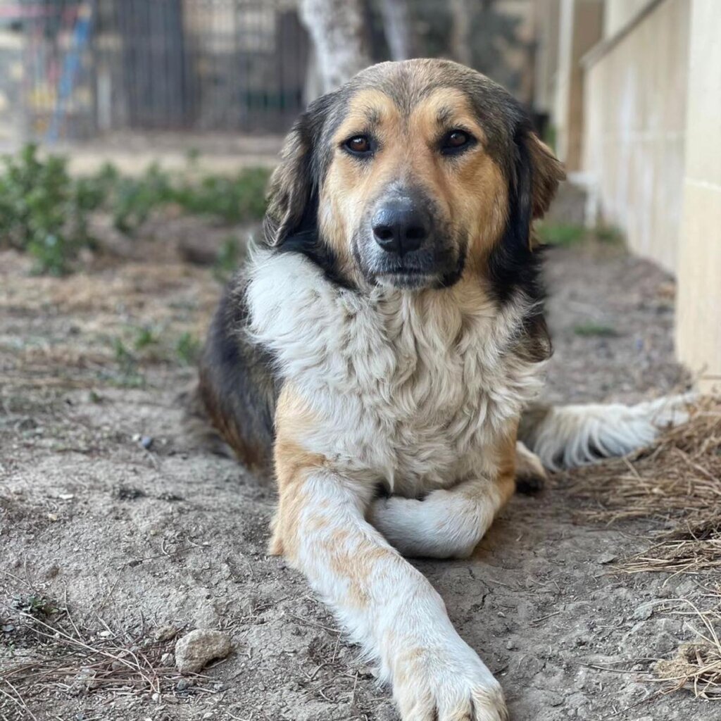 Please Help Moby & His Friends Fly to Canada
